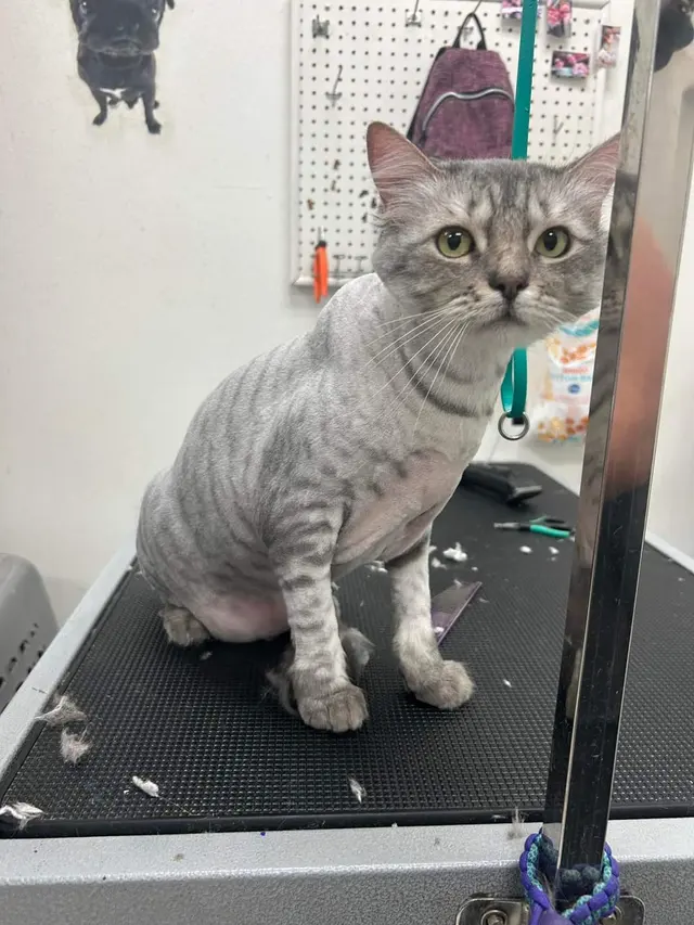 Bark & Purr Pet Grooming — photo from the business 3
