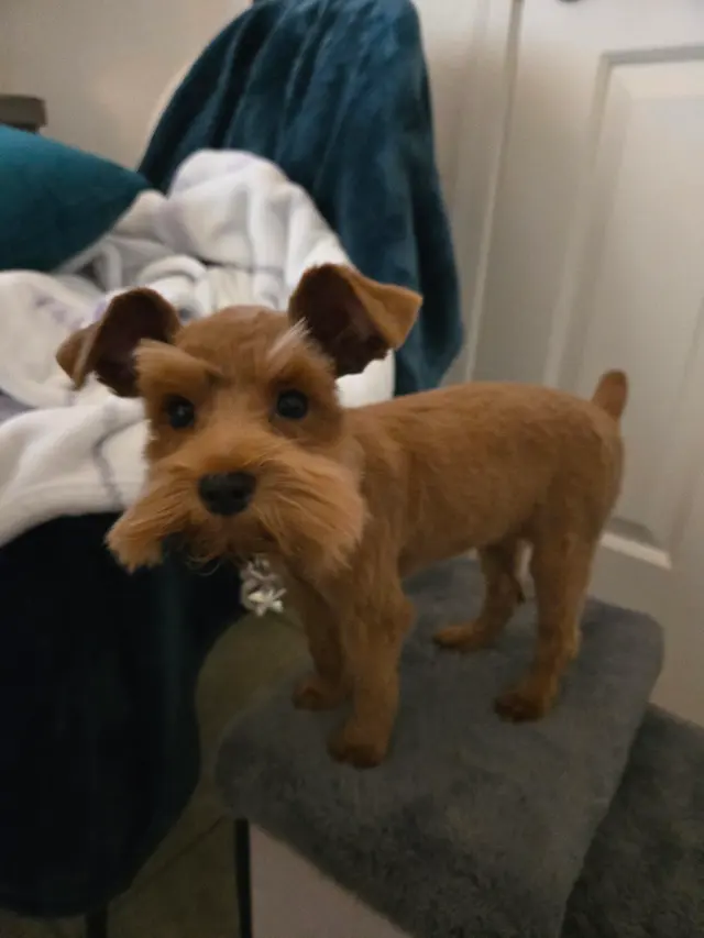 Bark & Purr Pet Grooming — customer photo 10
