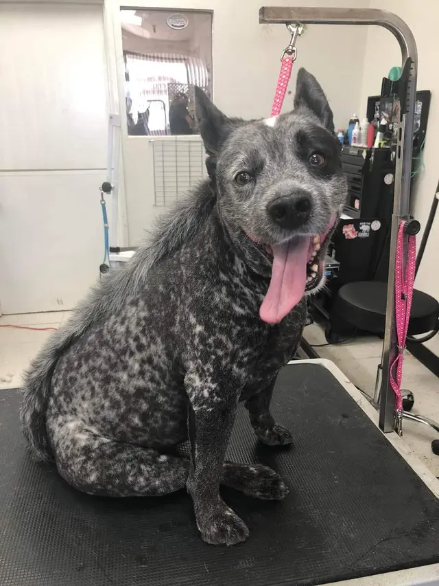 Bark & Purr Pet Grooming — photo from the business 9