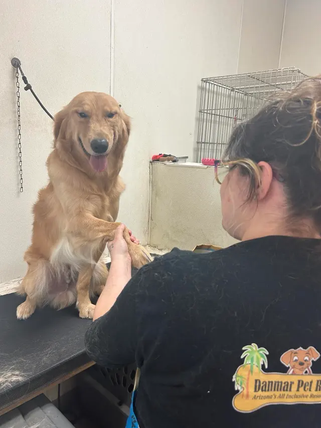 Bark & Purr Pet Grooming — photo from the business 4
