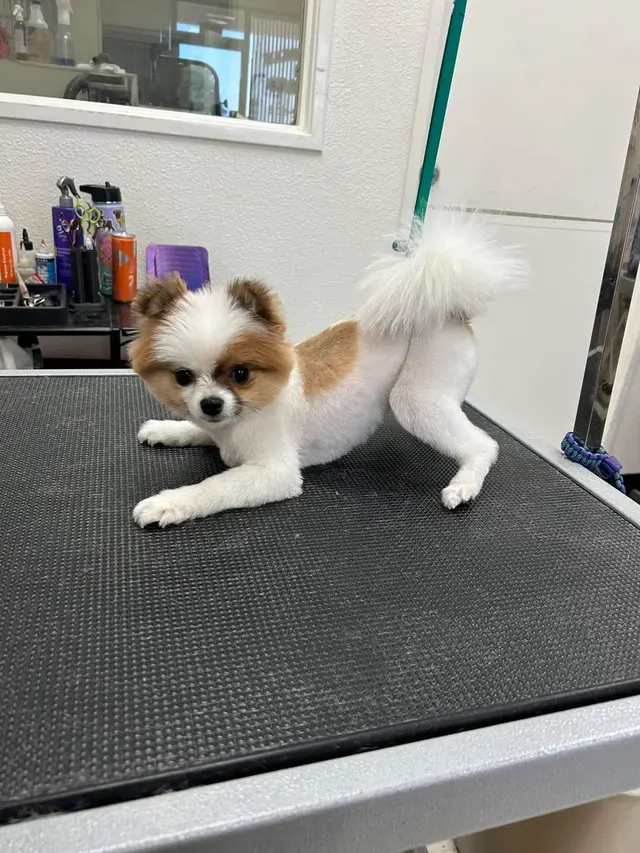 Bark & Purr Pet Grooming — photo from the business 12