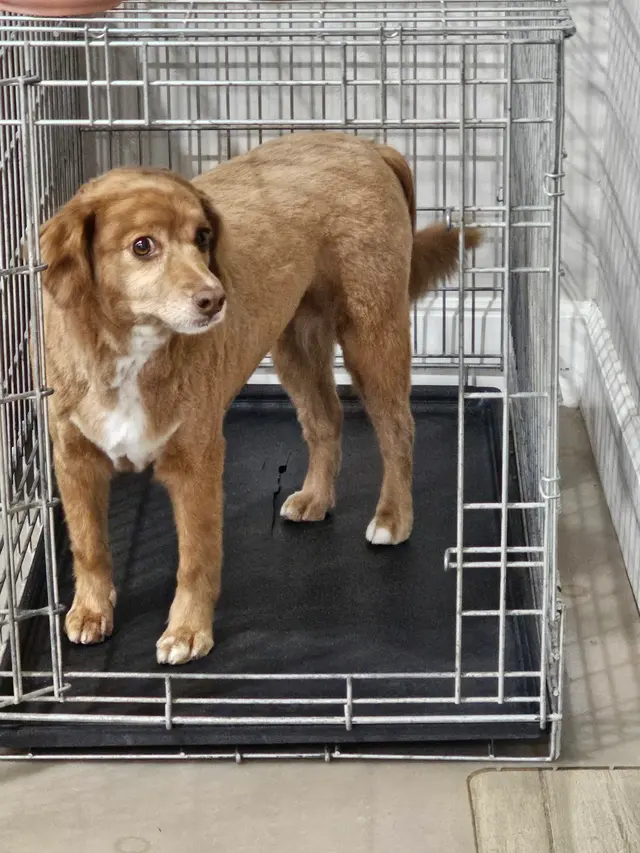 Bark & Purr Pet Grooming — customer photo 2