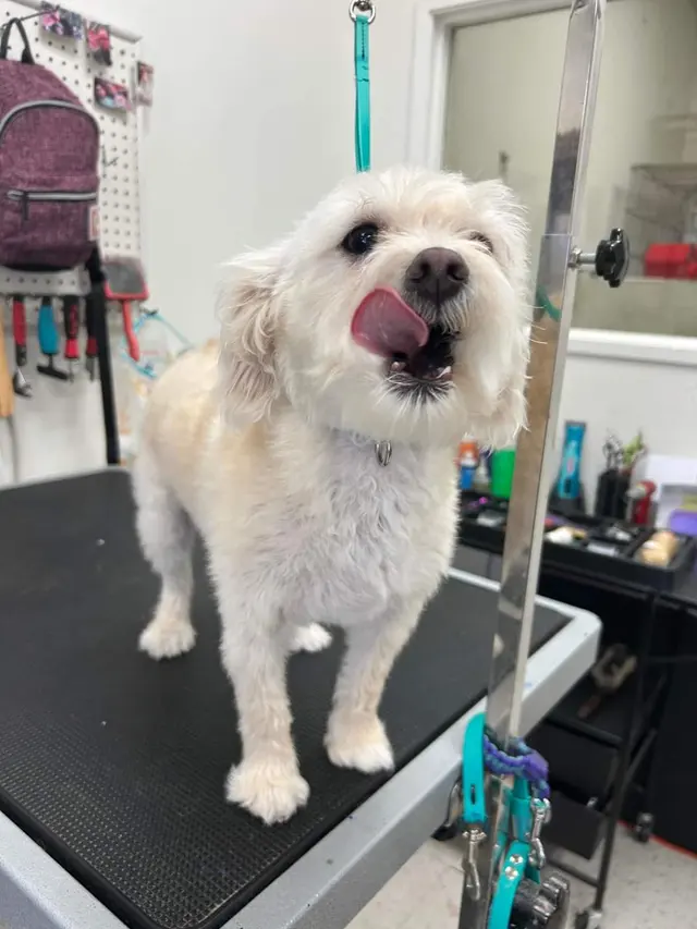 Bark & Purr Pet Grooming — photo from the business 7
