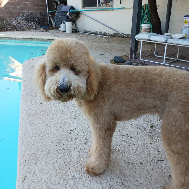 Bark & Purr Pet Grooming — customer photo 11