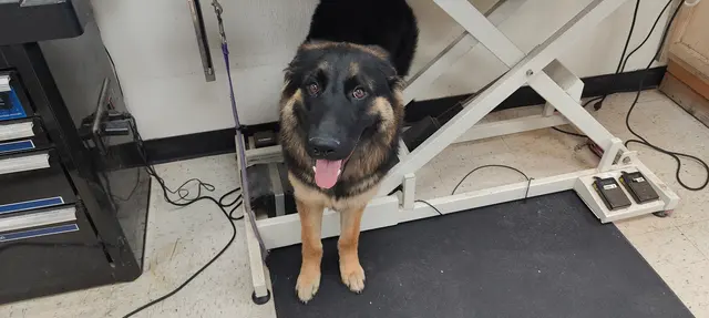 Bark & Purr Pet Grooming — photo from the business 6