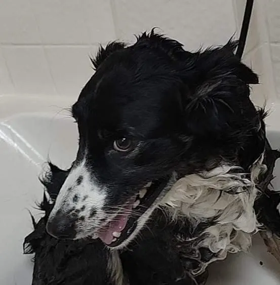 Bark & Purr Pet Grooming — photo from the business 8