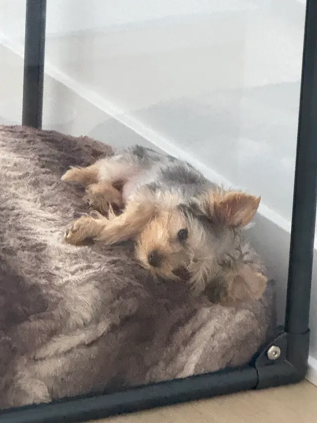 Customer photo of work by Paws R Us In-Home Mobile Grooming, from ANGELA's review