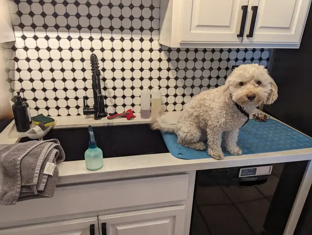 Paws R Us In-Home Mobile Grooming — photo from the business 8