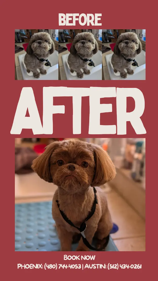 Paws R Us In-Home Mobile Grooming — photo from the business 6