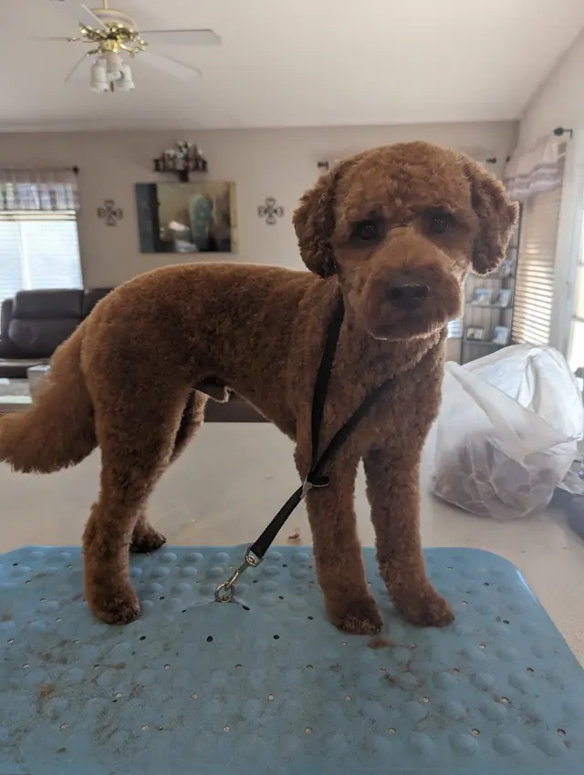 Paws R Us In-Home Mobile Grooming — photo from the business 10