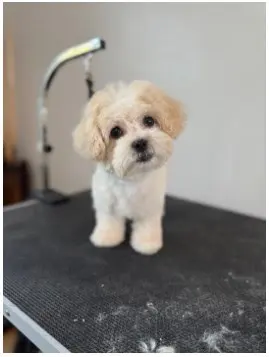Paws R Us In-Home Mobile Grooming — photo from the business 2