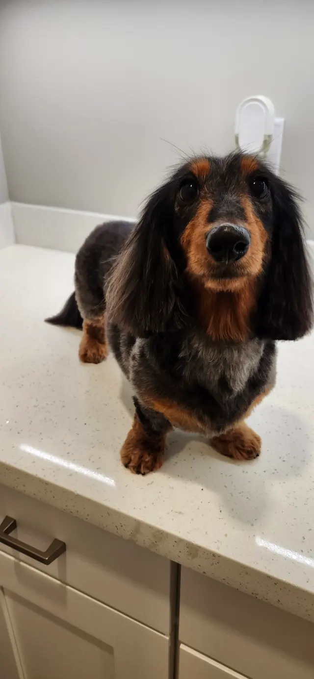 Paws R Us In-Home Mobile Grooming — photo from the business 12