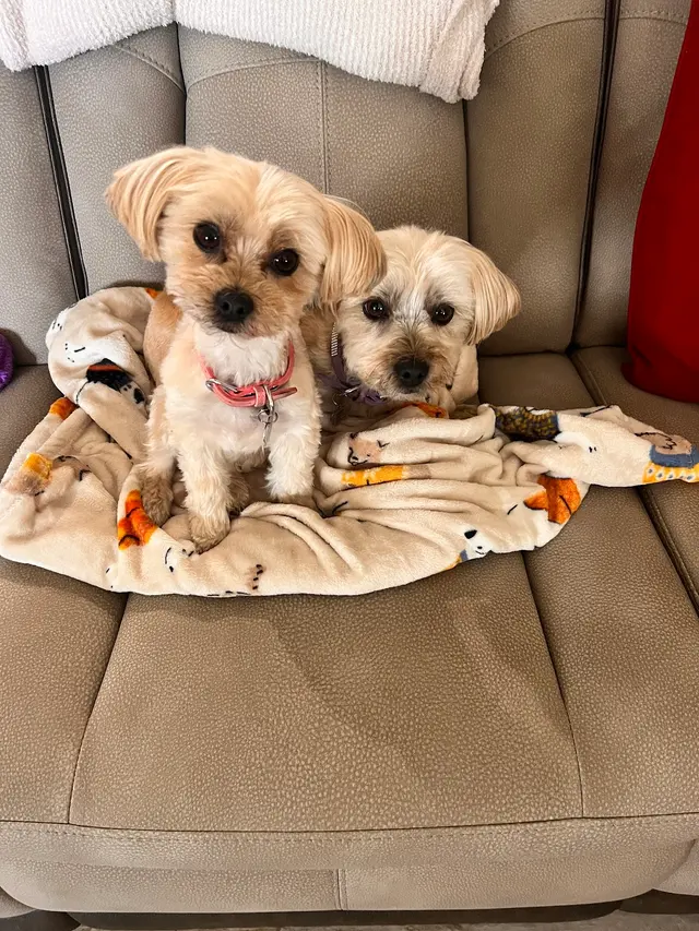 Paws R Us In-Home Mobile Grooming — customer photo 7
