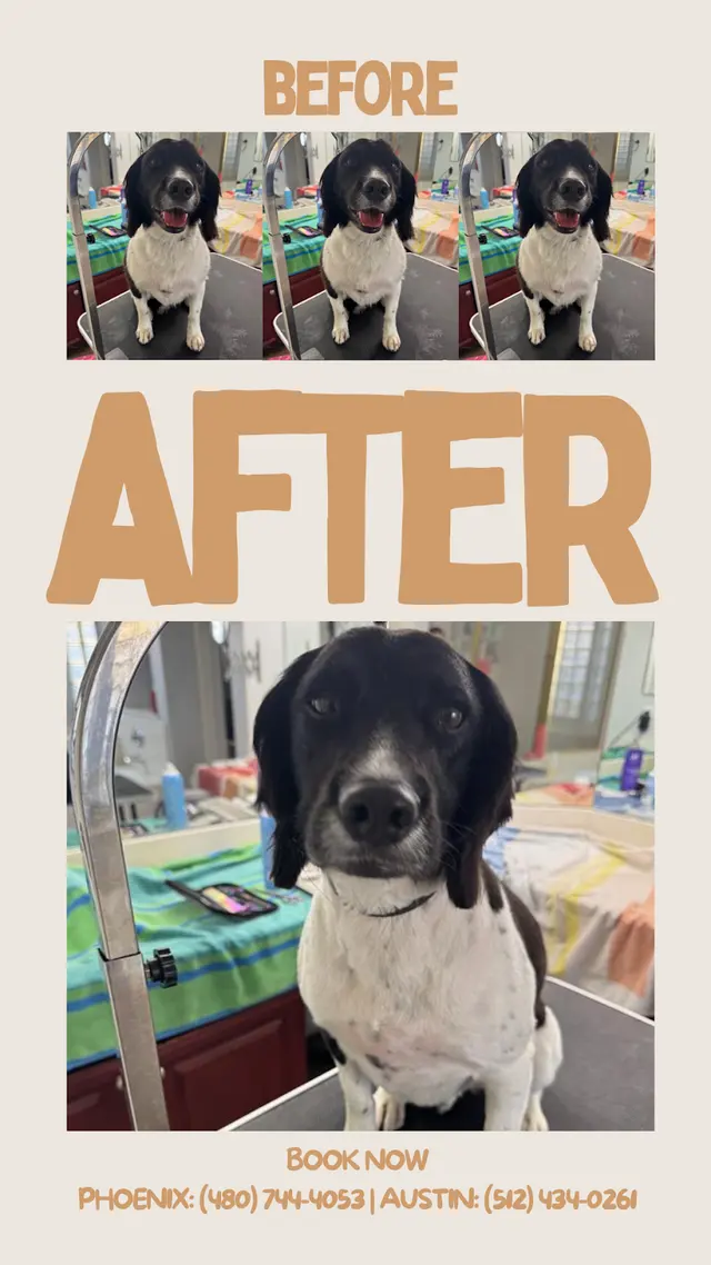 Paws R Us In-Home Mobile Grooming — photo from the business 5