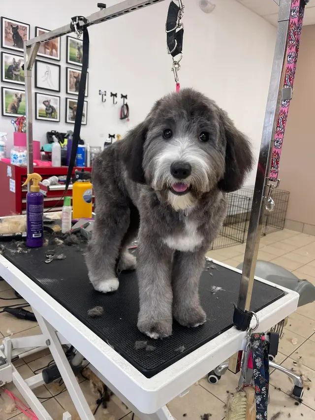 BarkHaus Dog Grooming — photo from the business 11