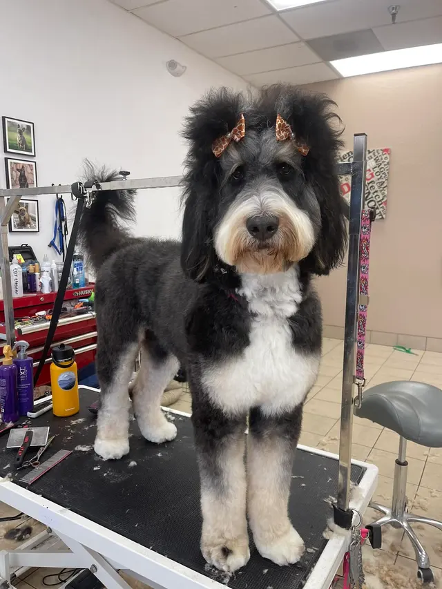 BarkHaus Dog Grooming — photo from the business 3