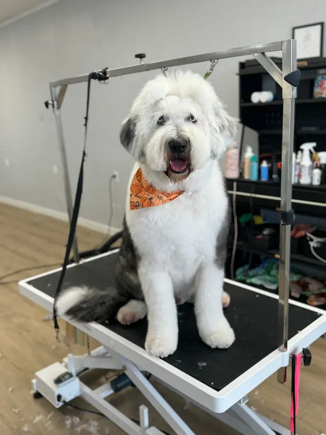 BarkHaus Dog Grooming — customer photo 2