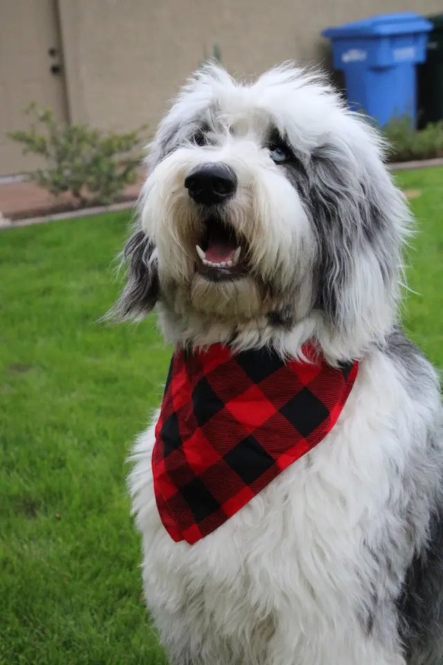 BarkHaus Dog Grooming — customer photo 8