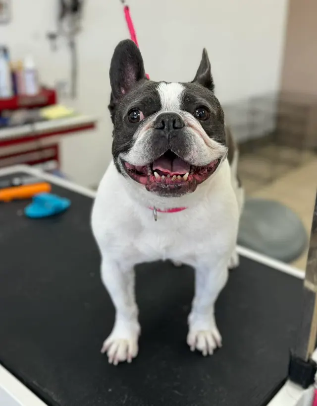 BarkHaus Dog Grooming — photo from the business 4