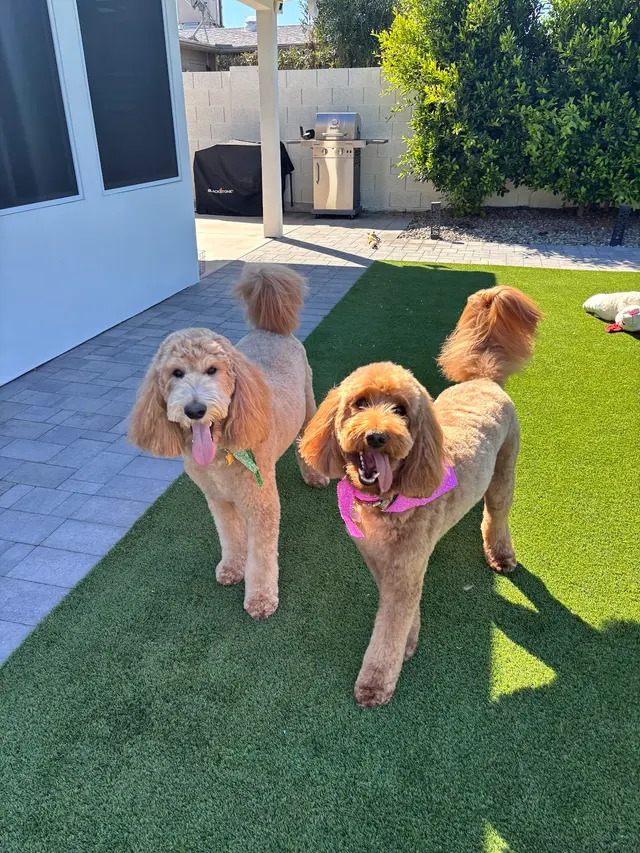 BarkHaus Dog Grooming — customer photo 1