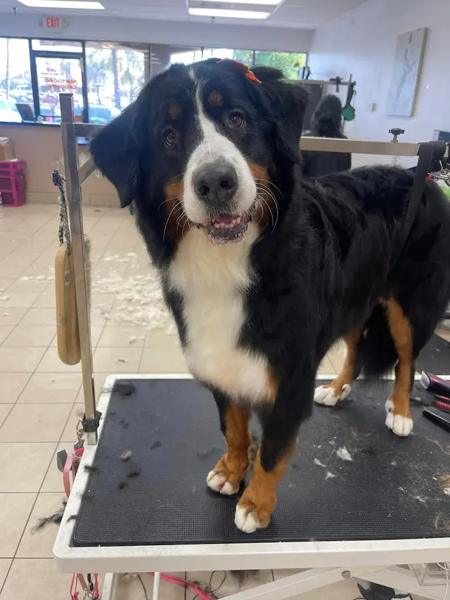 BarkHaus Dog Grooming — photo from the business 10