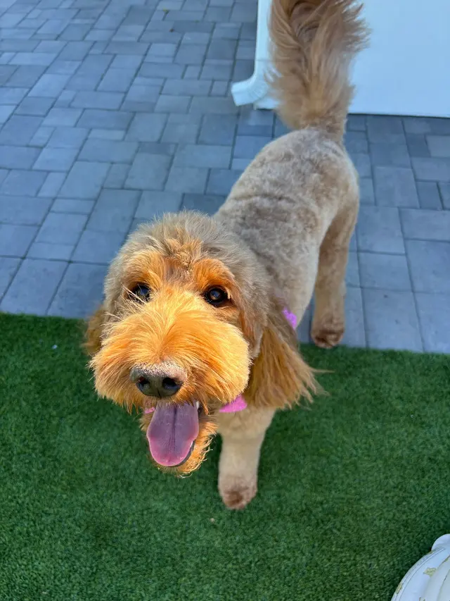 Customer photo of work by BarkHaus Dog Grooming, from Kasie Thompson's review