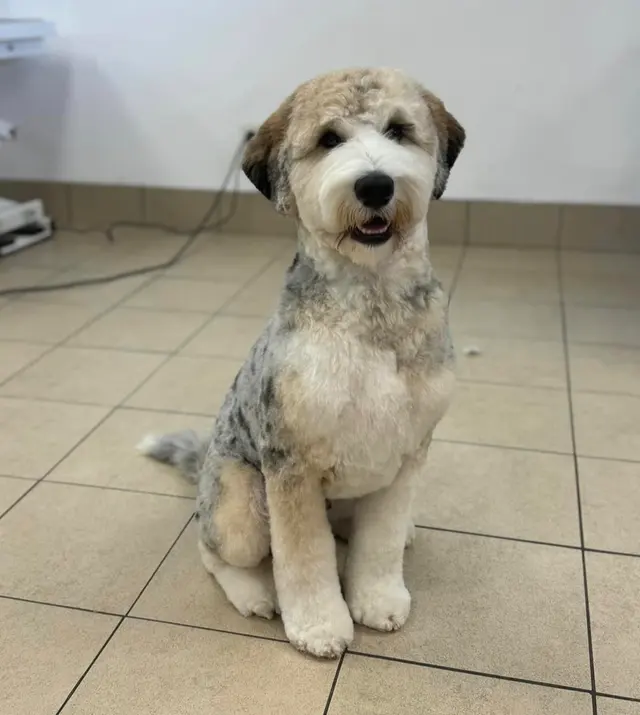 BarkHaus Dog Grooming — photo from the business 12