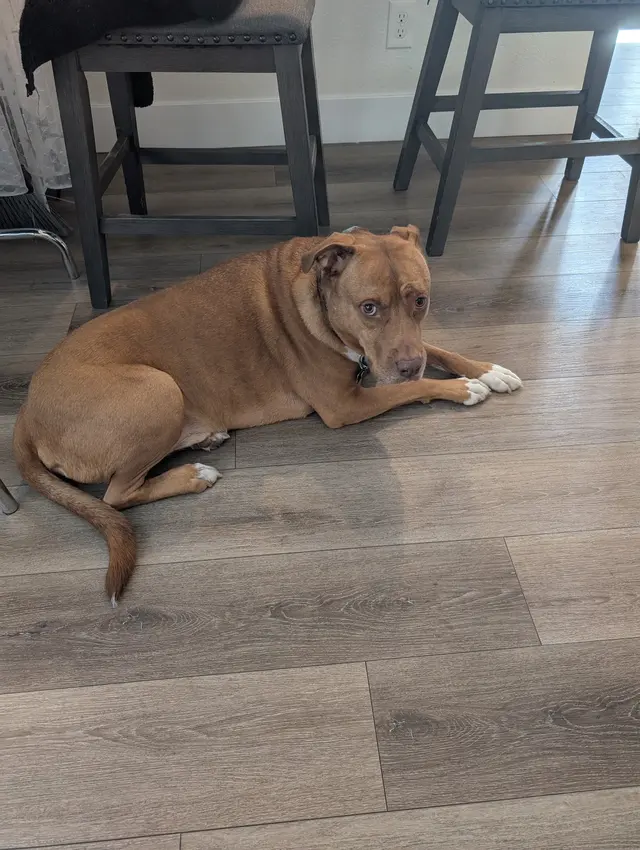 Paws R Us In-Home Mobile Grooming — photo from the business 7