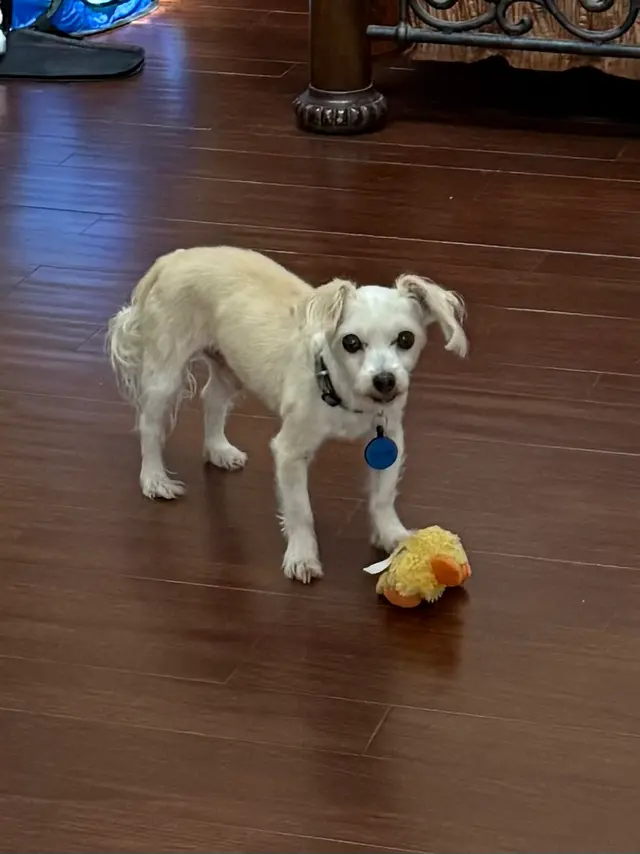 Customer photo of work by Paws R Us In-Home Mobile Grooming, from Karen Tamsen's review