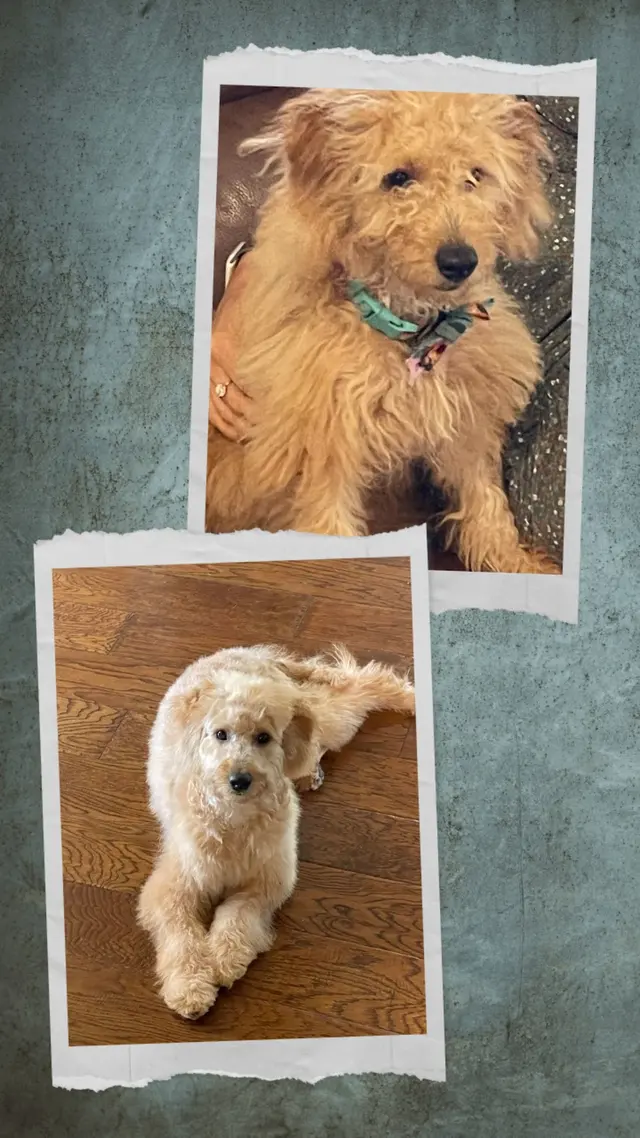 Paws R Us In-Home Mobile Grooming — photo from the business 5