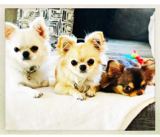Customer photo of work by Paws R Us In-Home Mobile Grooming, from Cayce Elle's review