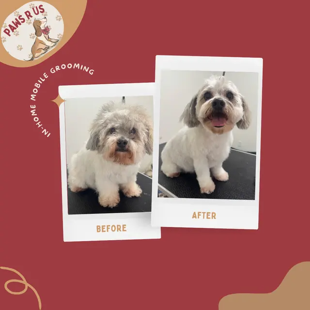 Paws R Us In-Home Mobile Grooming — photo from the business 4