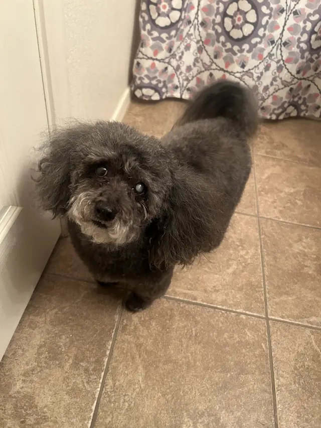 Paws R Us In-Home Mobile Grooming — photo from the business 8