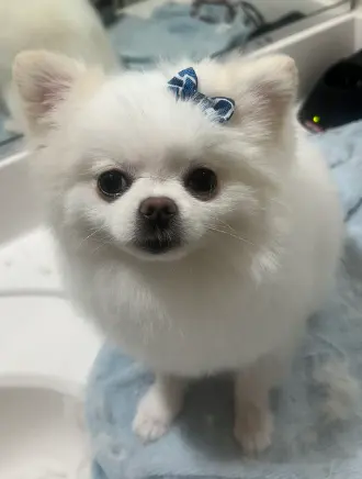 Paws R Us In-Home Mobile Grooming — photo from the business 9