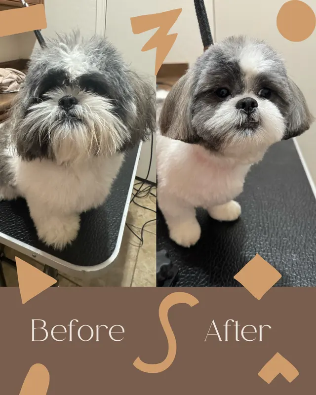 Paws R Us In-Home Mobile Grooming — photo from the business 1