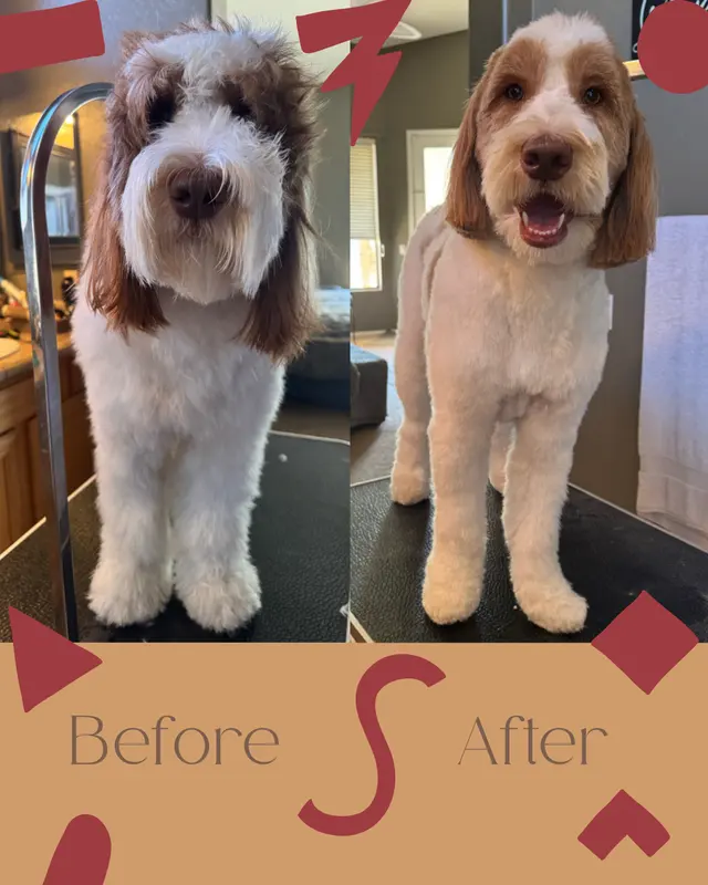Paws R Us In-Home Mobile Grooming — photo from the business 2