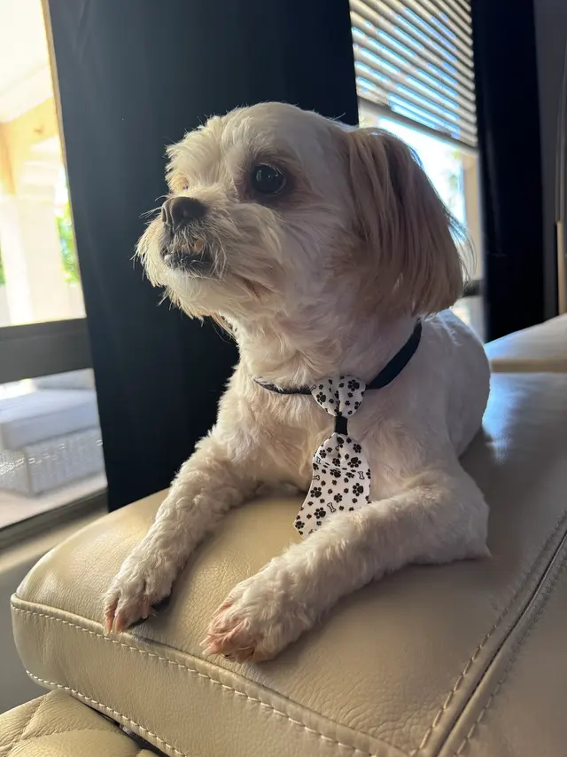 Paws R Us In-Home Mobile Grooming — customer photo 3