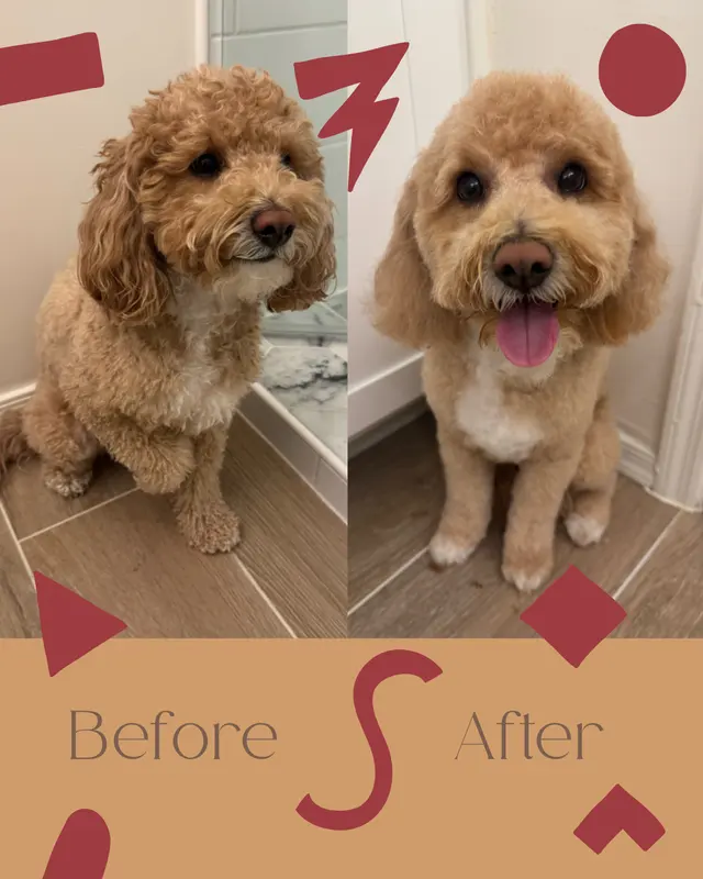 Paws R Us In-Home Mobile Grooming — photo from the business 12