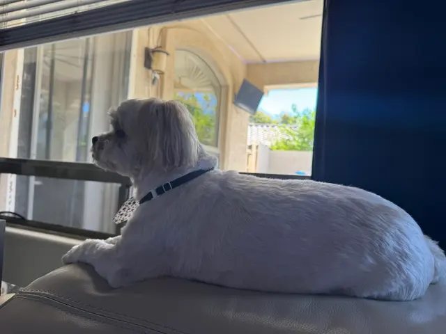 Paws R Us In-Home Mobile Grooming — customer photo 10