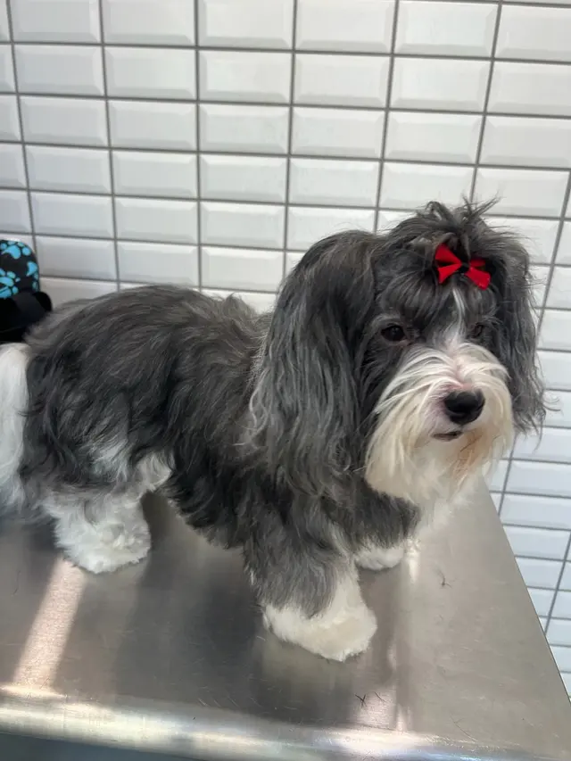 Paws R Us In-Home Mobile Grooming — photo from the business 6