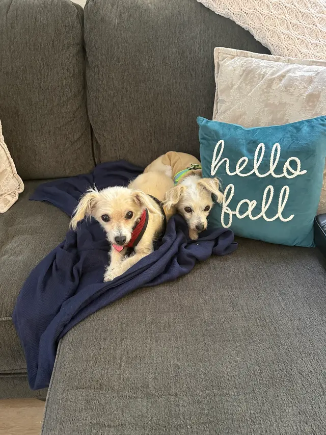 Customer photo of work by Paws R Us In-Home Mobile Grooming, from Karen Tamsen's review