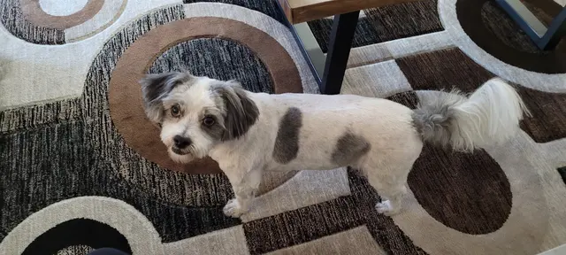 Doggie Doos Grooming — customer photo 4