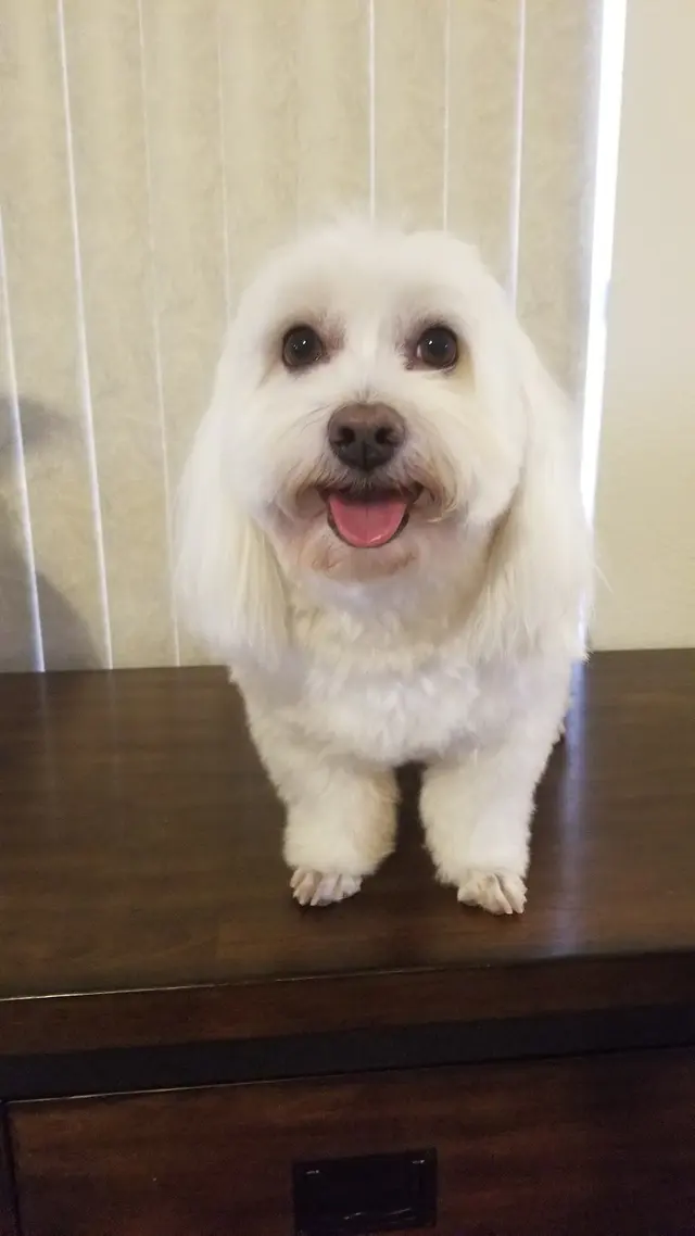 Doggie Doos Grooming — customer photo 7