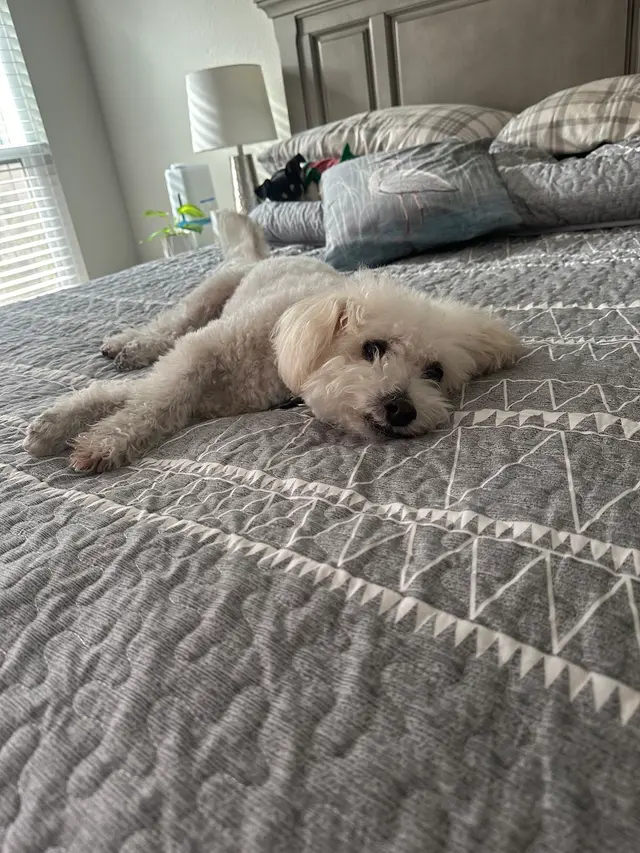 Doggie Doos Grooming — customer photo 5