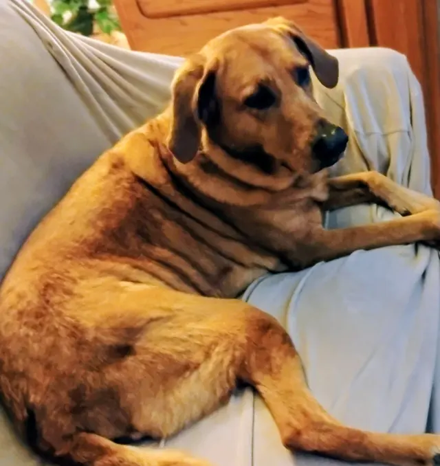Doggie Doos Grooming — customer photo 11