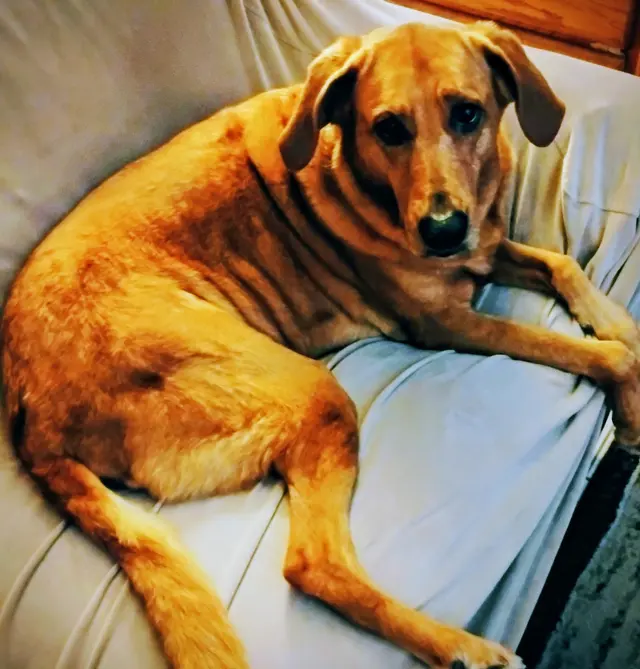 Doggie Doos Grooming — customer photo 10