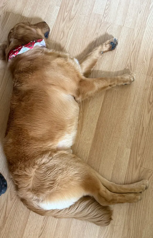 Doggie Doos Grooming — customer photo 12