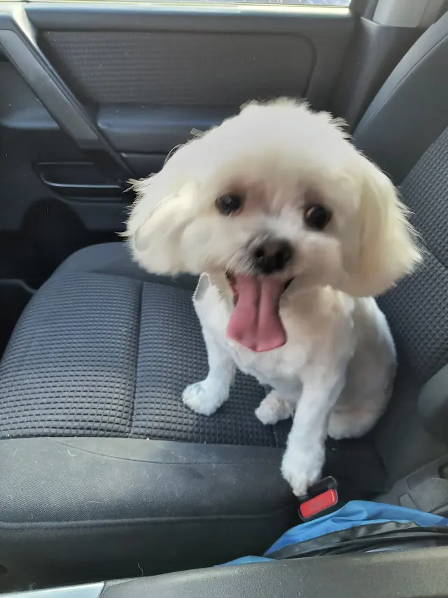 Doggie Doos Grooming — customer photo 6