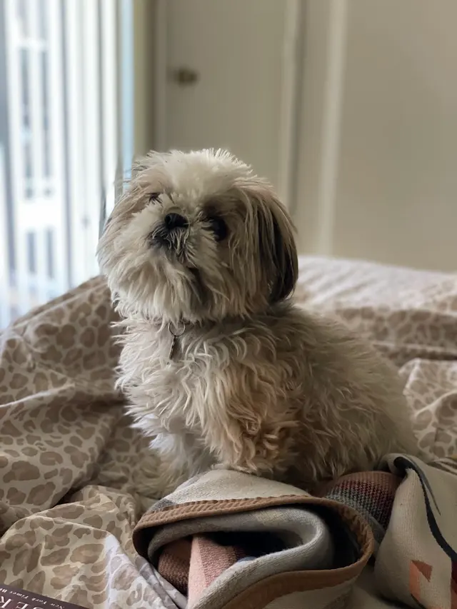 Doggie Doos Grooming — customer photo 8