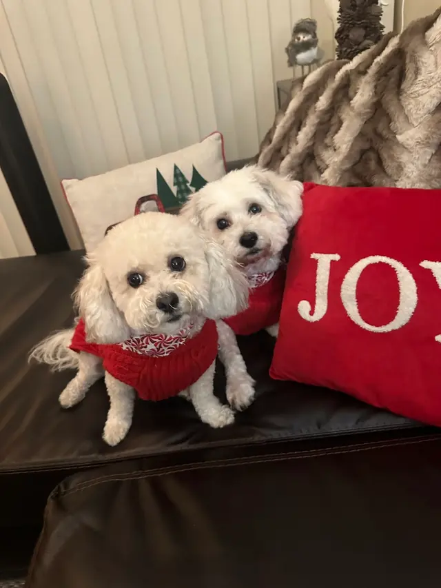 Doggie Doos Grooming — customer photo 1